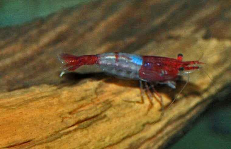 Rili Red Garnaal