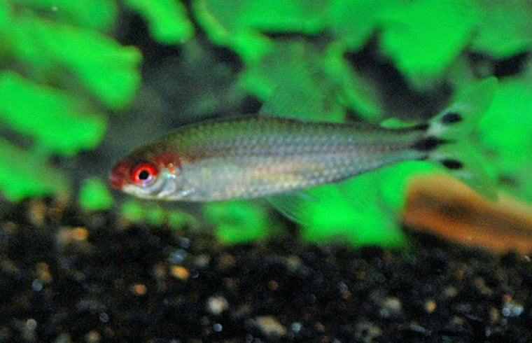 Roodkopzalm - Hemigrammus Bleheri - Aquariumvissen