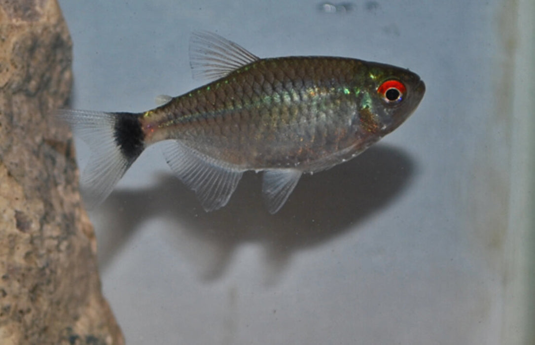Moenkhausia Sanctaefilomenae - Roodoogzalm - Aquariumvissen