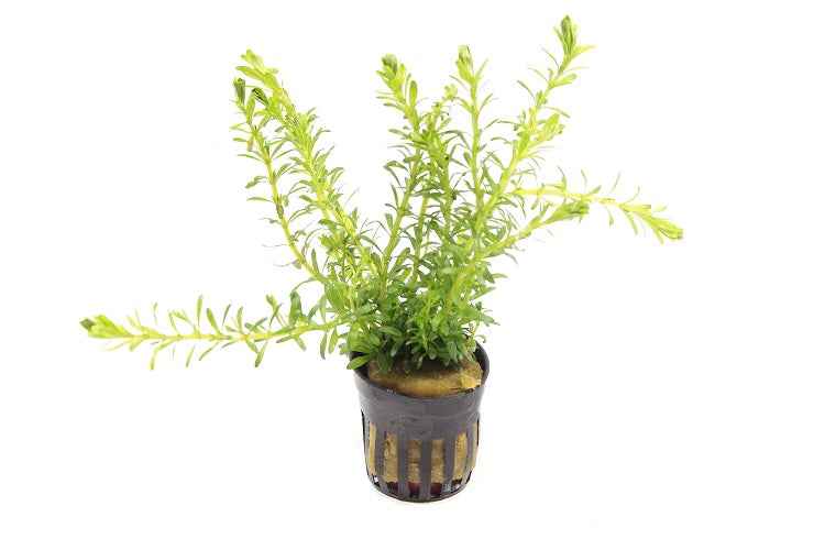 Rotala Bossi