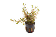 Rotala Colorata
