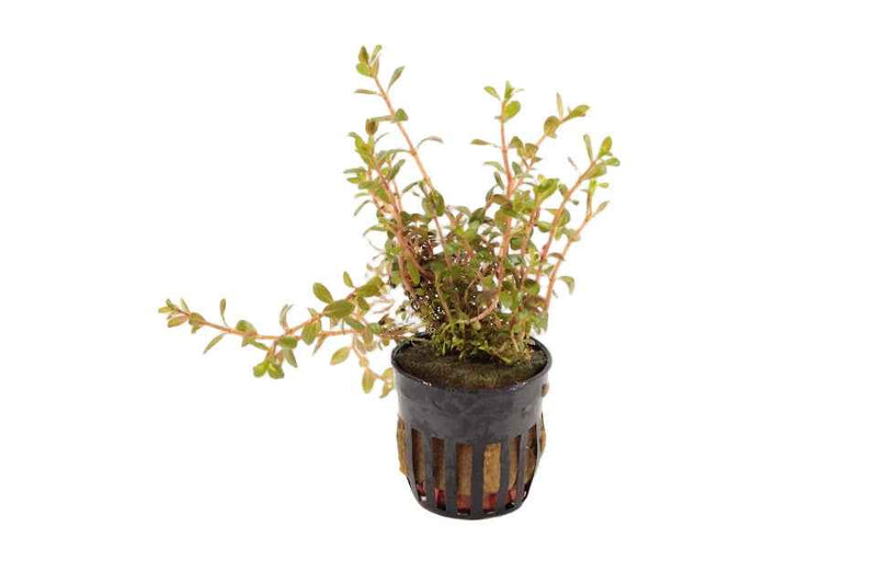 Rotala Colorata