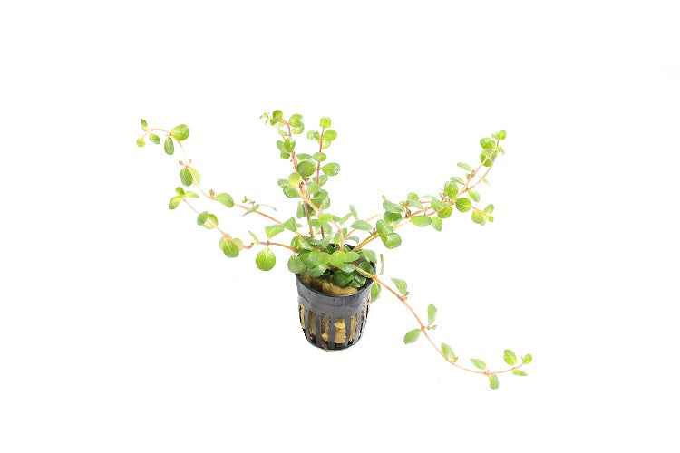 Rotala Rotundifolia