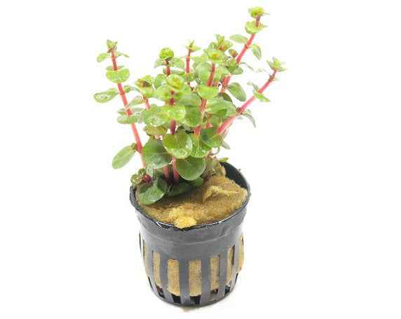 Rotala Rotundifolia Orange Juice