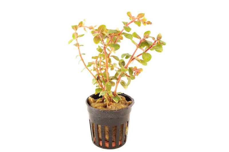 Rotala species Vietnam H'ra