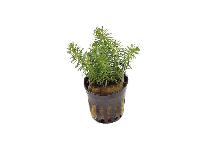 Rotala Wallichii