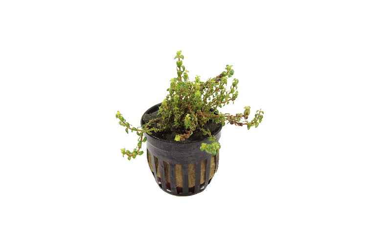 Rotala sp. Pearl - In Vitro
