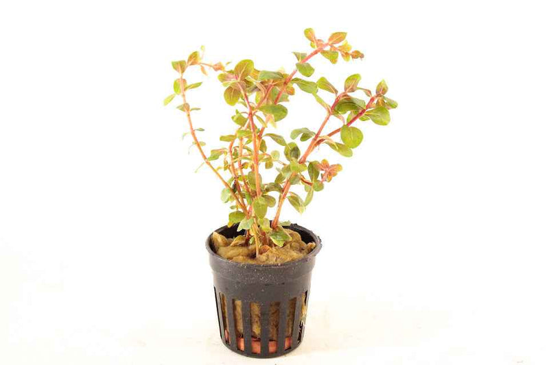 Rotala sp. H'ra - In Vitro