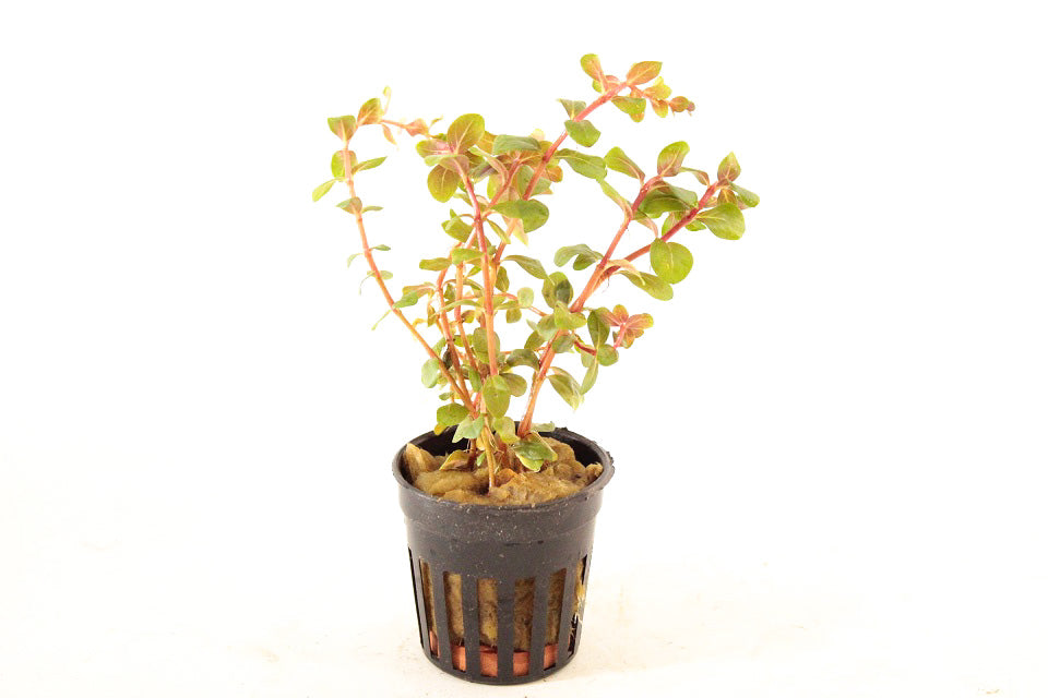 Rotala species Vietnam H ra - Aquascape - Aqariumplanten