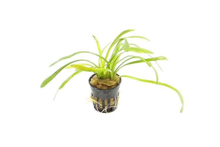 Sagittaria Platyphylla