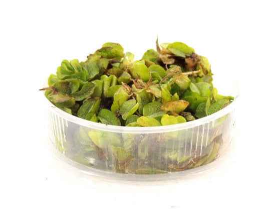 Salvinia Minima