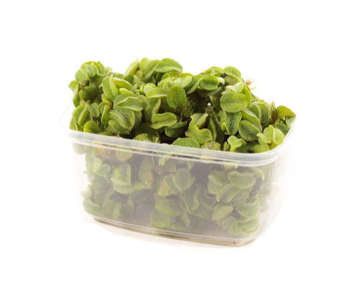 Salvinia Minima 250ml - Aquascape - Aquariumplanten