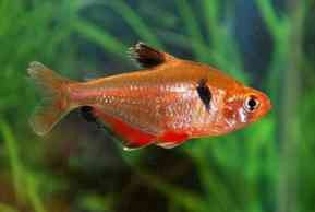 Schoudervlekzalm - Hyphessobrycon Eques - Aquariumwinkel