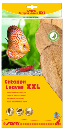 Sera Catappa Leaves