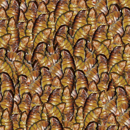 Sera Koi Silkworm