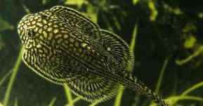 Sewellia Lineolata