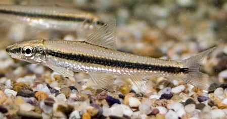 Siamese Algeneter