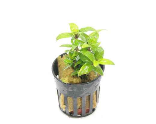 Staurogyne Repens