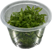 Staurogyne Repens - In Vitro