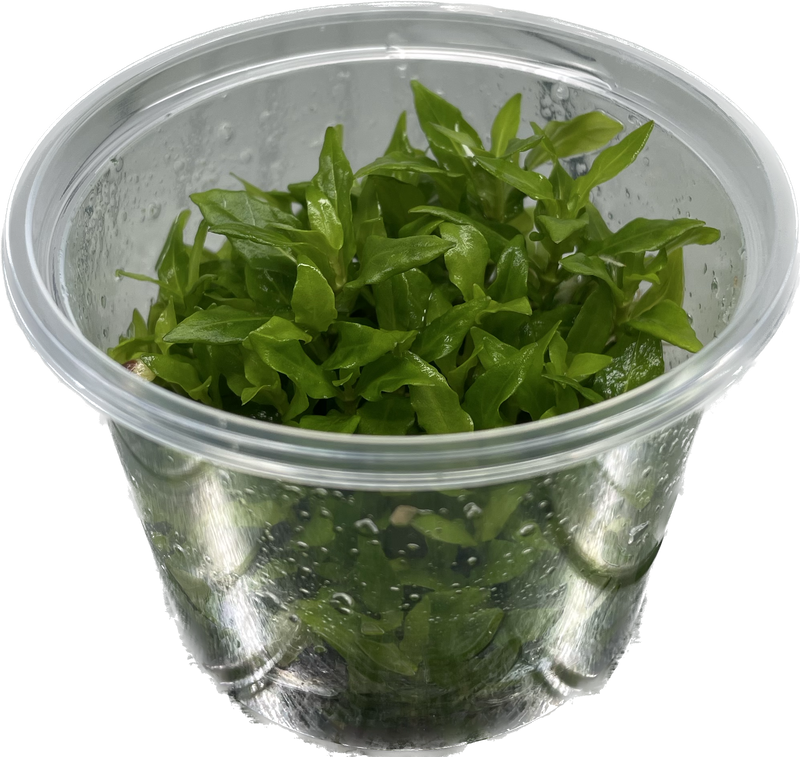 Staurogyne Repens - In Vitro