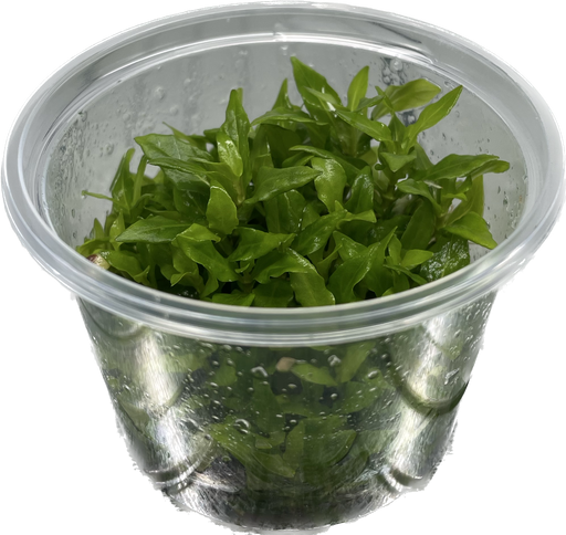 Staurogyne Repens - In Vitro