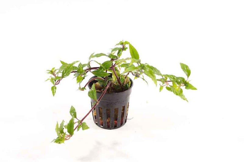 Staurogyne sp. Porto Velho
