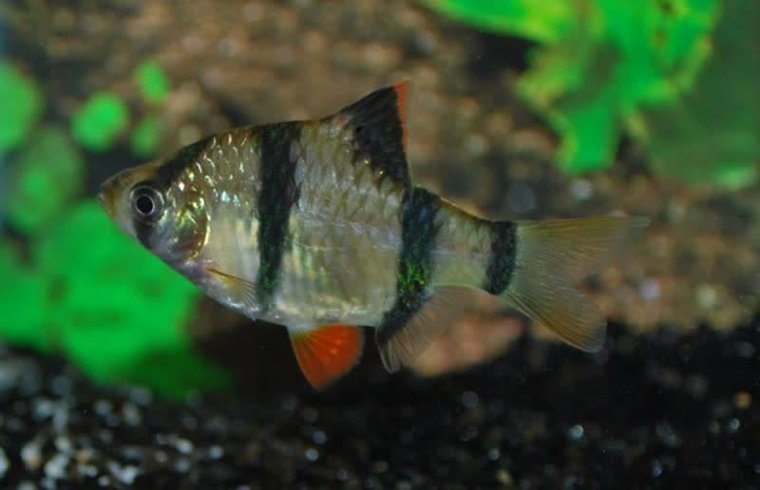 Puntigrus Tetrazona - Sumatraan - Aquariumvissen