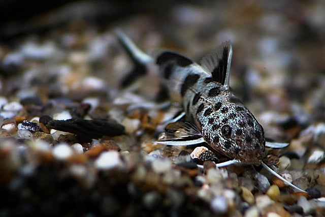 Synodontis Petricola Zaire
