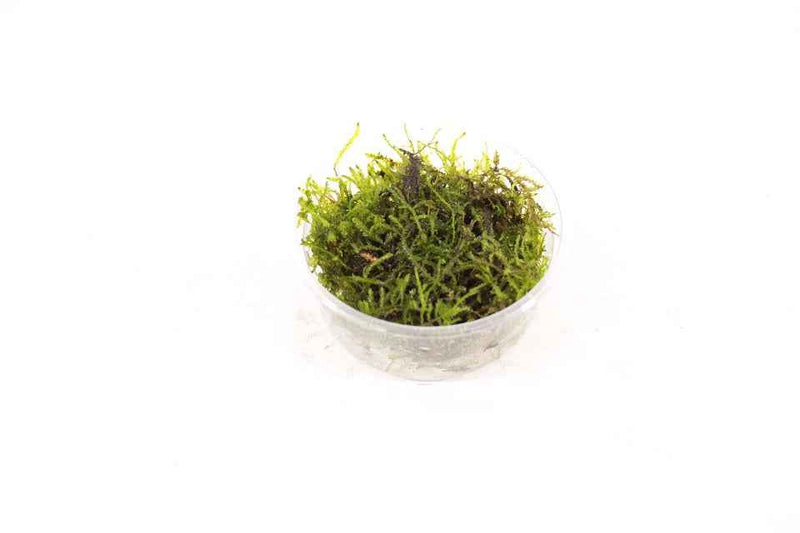 Taxiphyllum Alternans Taiwan Mos