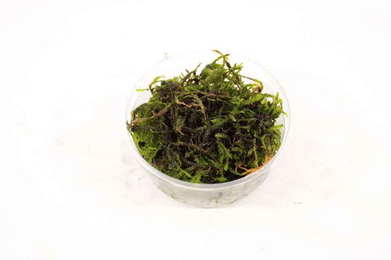Taxiphyllum Barbieri - Javamos