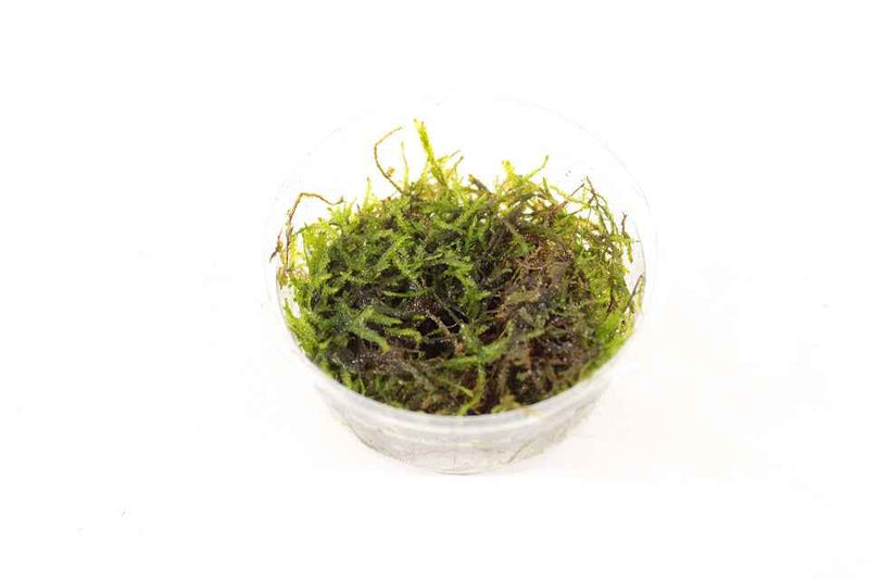 Taxiphyllum sp. Peacock Mos