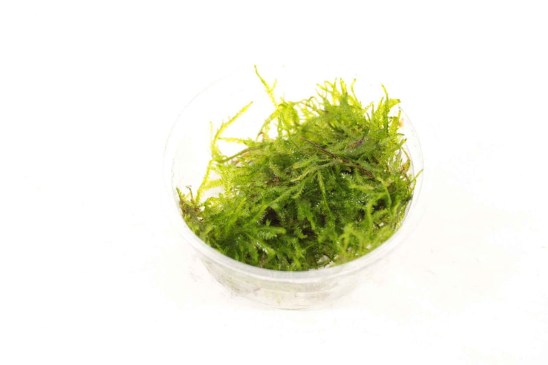 Taxiphyllum sp. Spiky Mos