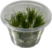 Taxiphyllum sp. Spiky Mos - In Vitro