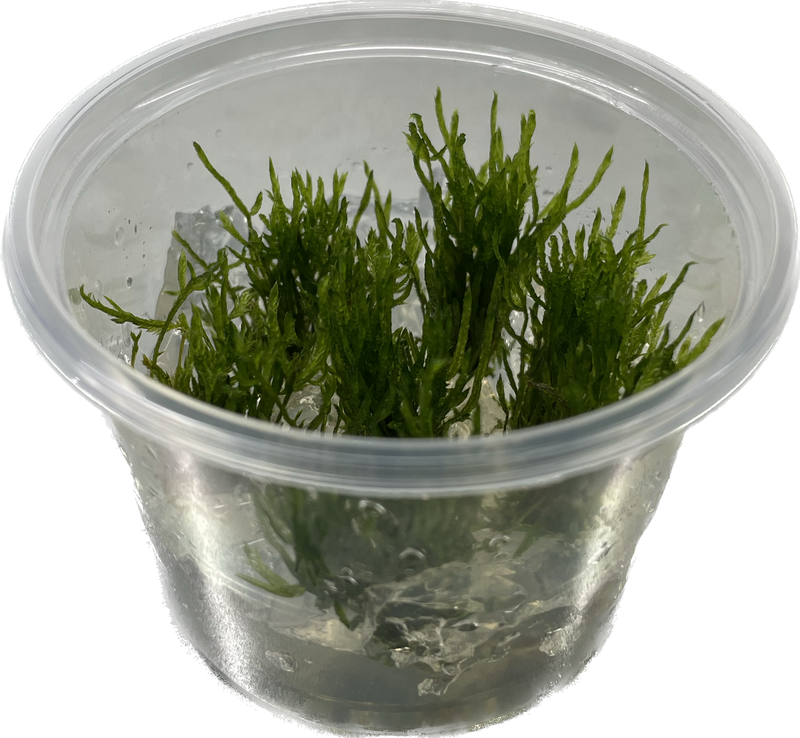 Taxiphyllum sp. Spiky Mos - In Vitro