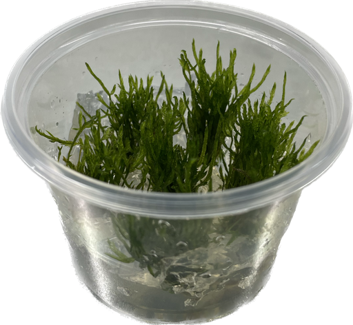 Taxiphyllum sp. Spiky Mos - In Vitro