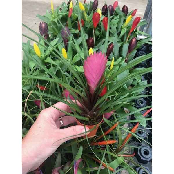 Tillandsia Mix