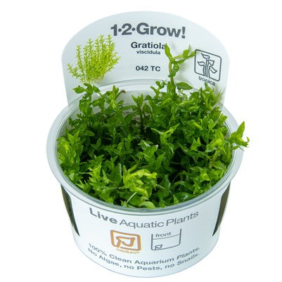 PTG Gratiola Viscidula 1-2-Grow!