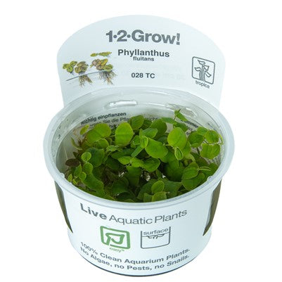 PTG Phyllanthus Fluitans 1-2-Grow!
