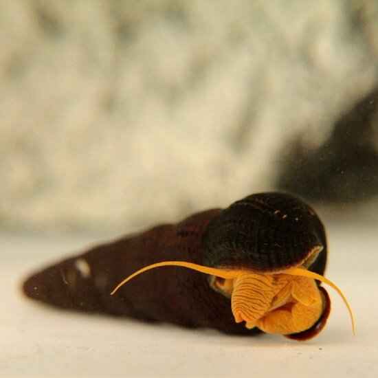 Orange Rabbit Snail