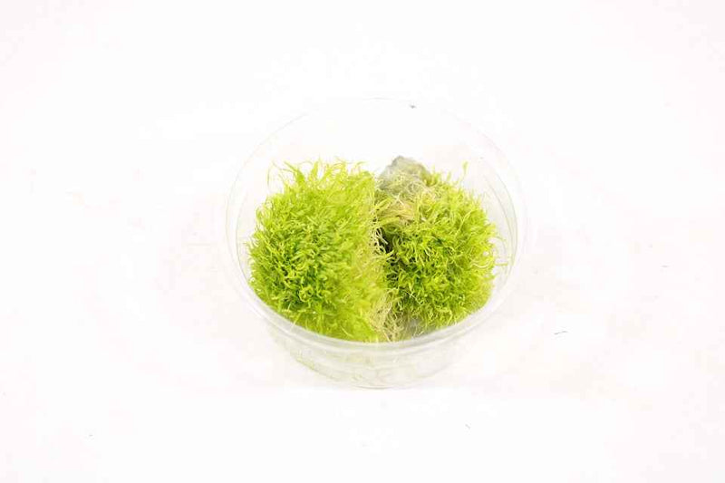 Utricularia Graminifolia - In Vitro