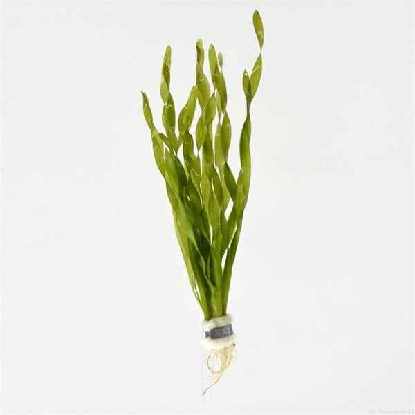 Vallisneria Asiatica