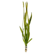 Vallisneria Gigantea Rubra