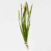 Vallisneria Spiralis