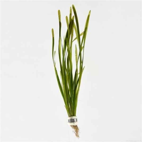 Vallisneria Spiralis