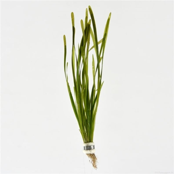 Vallisneria Spiralis - Rechte Vallisneria - Aquascape - Aquariumplanten