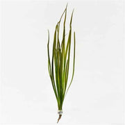 Vallisneria Spiralis Rood