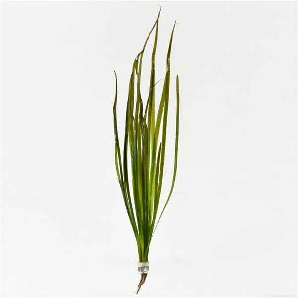 Vallisneria Spiralis Rood