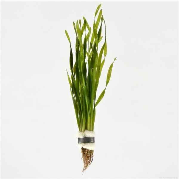 Vallisneria Torta