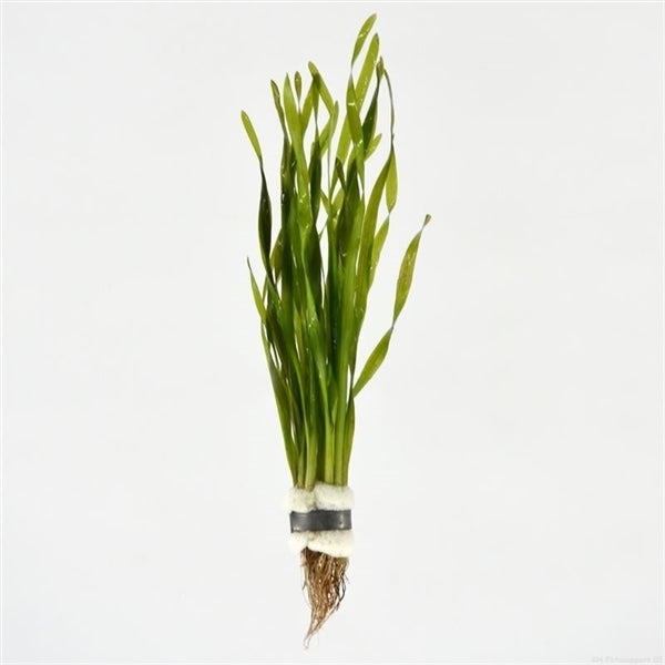 Vallisneria Torta - Aquascape - Aquariumplanten
