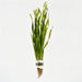 Vallisneria Torta - Aquascape - Aquariumplanten